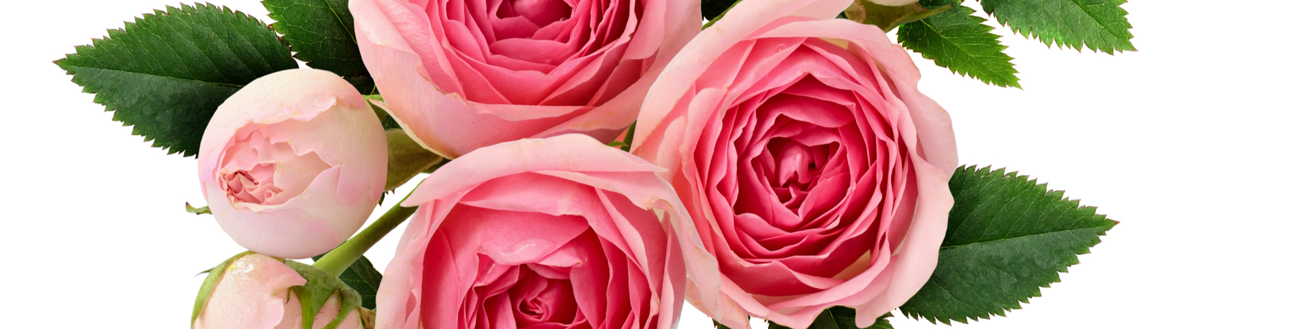 460A8F43-85A4-4D26-B7AD-E3E518D1F11F Rosa Rosen Strauß